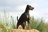 DOBERMANN 697